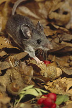 Deer Mouse (Peromyscus maniculatus) walking across forest floor covered with fallen leaves and red berries, North America