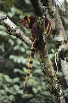 Goodfellow's Tree Kangaroo (Dendrolagus goodfellowi) in tree, eastern New Guinea