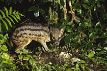 Striped Civet (Fossa fossana) standing on log in rainforest, eastern Madagascar