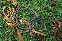 Animal snare used by poachers to trap gorillas, Parc National Des Volcans, Rwanda
