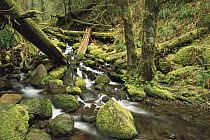 Downed logs in Sorensen Creek, temperate rainforest, Columbia Gorge National Scenic Area, Oregon