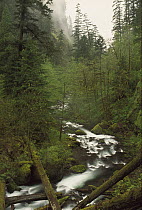 Tanner Creek flowing through temperate rainforest, Columbia Gorge National Scenic Area, Oregon