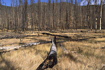 Deer Plateau after 1990 forest burn scar near Blackmail, Yellowstone National Park, Wyoming