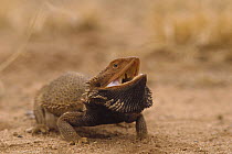 Bearded Dragon (Amphibolurus barbatus) in defensive display, Australia