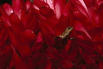 Olive Scale Lizard on red bromeliad flowers, native throughout semi-arid Meso America