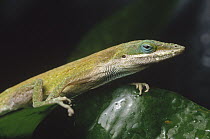 Green Anole (Anolis carolinensis) portrait, Caribbean