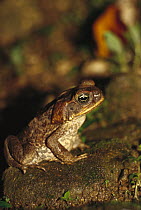 Cane Toad (Bufo marinus), tropical Central and South America