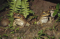 Cane Toad (Bufo marinus) trio in mud, Costa Rica