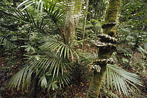 Carpet Python (Morelia spilota) wound around tree trunk in tropical rainforest, New Guinea, Indonesia