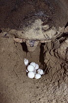 Loggerhead Sea Turtle (Caretta caretta) laying eggs in nest on beach