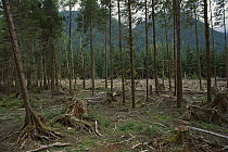 Selective logging forestry technique, Olympic National Forest, Washington