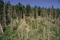 Krumholtz effect on eastern Spruce, St Bonaventure Island, Quebec, Canada