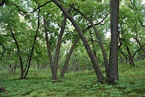 American Elm (Ulmus americana) old growth forest in Sully Hill National Game Reserve, South Dakota