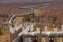 Oil pipeline crossing taiga, Alaska