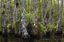 Cypress swamp community, Big Cypress National Preserve, Florida