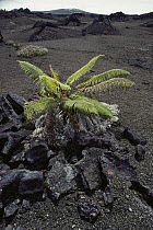 Ama'u Fern (Sadleria sp) in lava field, Hawaii Volcanoes National Park, Hawaii