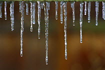 Single strand of icicles melting, North America