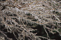 Ice and icicles covering tree branches from freezing rain storm, North America