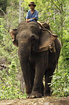 Asian Elephant (Elephas maximus) with mahout in logging operation, northeastern Thailand