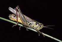 Grasshopper (Melanoplus sp) on stem, side view, western North America