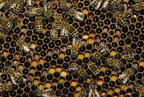 Honey Bee (Apis mellifera) workers with brood on honeycomb, North America
