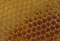 Honey Bee (Apis mellifera) comb detail, North America
