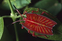 Red Stink Bug (Pycanum rubeus), northeast Borneo