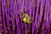 Goldenrod Crab Spider (Misumena vatia) female on flower, native throughout temperate North America