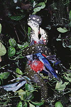 Carpet Python (Morelia spilota) swallowing a Macaw (Ara sp), tropical eastern Australia and New Guinea