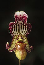 Fairy Paphiopedilum (Paphiopedilum fairrieannum) flower, northeast India