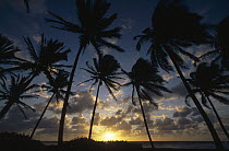 Coconut Palm (Cocos nucifera) trees silhouetted at sunrise, St Vincent Island, Lesser Antilles, Caribbean