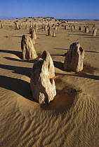 Eroded limestone pinnacles, Nambung National Park, Western Australia, Australia