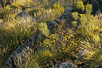 Spinifex Grass (Spinifex sp) and stone garden in Geike Gorge National Park, Western Australia