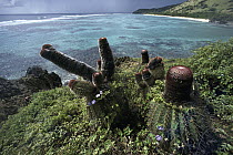 Turk's Cap Cactus (Melocactus intortus) on southeast coast of St Croix Island, Virgin Islands, Caribbean