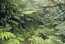 Path through elfin rainforest, interior dominated by ferns, Saba Island, Caribbean