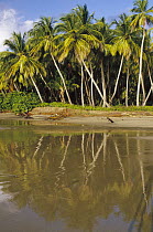 Coconut Palm (Cocos nucifera) trees line a black sand beach, La Sagesse Bay, Grenada, Caribbean
