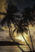 Coconut Palm (Cocos nucifera) trees silhouetted at sunrise, La Sagesse Bay, Marquis Point, Grenada, Caribbean