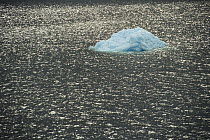 Icebergs in Bransfield Strait, Antarctic Peninsula, Antarctica