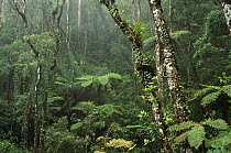 Montane rainforest interior at 7,000 feet elevation, Mt Kinabalu, Mt Kinabalu National Park, Borneo