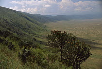 View from south rim along western wall of Ngorongoro Crater, Tanzania