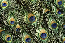 Indian Peafowl (Pavo cristatus) display feathers, native to India and southeast Asia