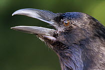 Common Raven (Corvus corax) head, North America