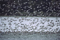 Western Sandpiper (Calidris mauri) flock flying over coastal wetland, North America