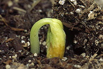 Bean (Phaseolus hybrid) seedling emerging from soil, cultivated worldwide