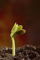 Bean (Phaseolus hybrid) seedling emerging