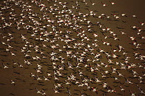 Greater Flamingo (Phoenicopterus ruber) flock flying over Lake Natron, Great Rift Valley, Tanzania