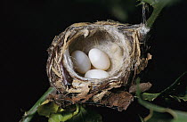 Magnificent Hummingbird (Eugenes fulgens) nest with three eggs, Costa Rica