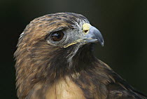 Harris' Hawk (Parabuteo unicinctus) portrait, North America