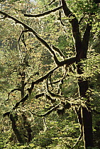 Bigleaf Maple (Acer macrophyllum) trees covered with moss in temperate rainforest, North America
