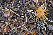 Acorn Banksia (Banksia prionotes) among leaves and rocks on the desert floor, Western Australia